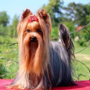 Yorkshire Terrier