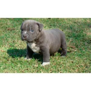 American Bully