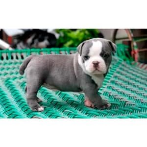 American Bully