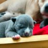American Bully