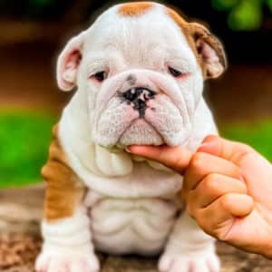 Bulldog Inglés