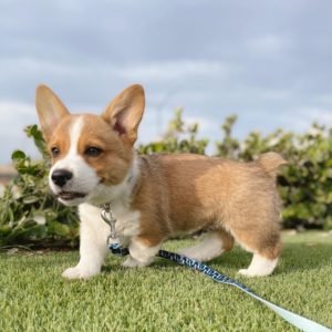Corgi
