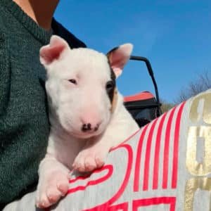 Bull Terrier
