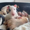 Bull Terrier