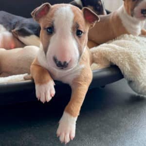 Bull Terrier