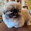 Pekinés