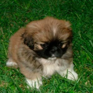 Pekinés