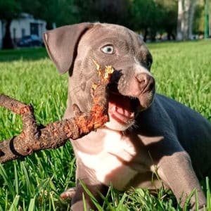 Pitbull Blue