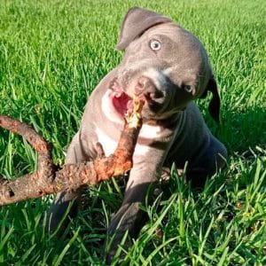 Pitbull Blue