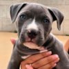 Pitbull Blue