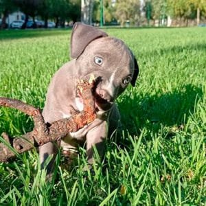 Pitbull Blue
