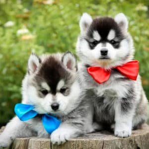 Pomsky