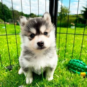Pomsky