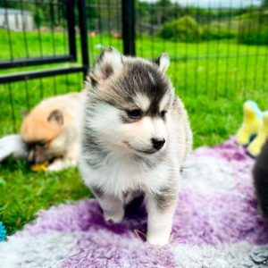 Pomsky