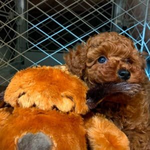 Poodle Rojo