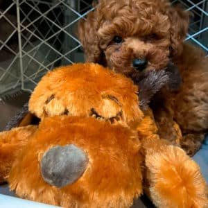 Poodle Rojo
