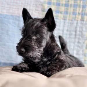 Scottish Terrier
