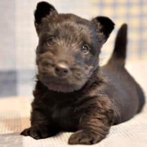 Scottish Terrier